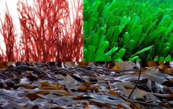 The Nutritional Values and Uses of Brown, Green and Red Seaweed